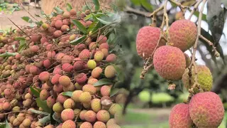 সুনিমগঞ্জের ‘লিচুর গ্রামে’ ভালো ফলন, যোগাযোগব্যবস্থার অভাবে বাজারজাতে সমস্যা